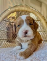 Willow – female Goldendoodle puppy for sale at Amazing Pupps