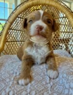 Willow the female Goldendoodle puppy playing – Amazing Pupps