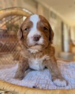 Close-up portrait of Willow, a female Goldendoodle puppy