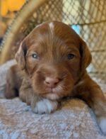 Female Goldendoodle puppy Willow ready for her forever home