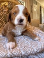 Female Goldendoodle puppy Willow ready for her forever home