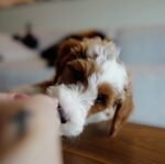Teddy the male Goldendoodle puppy playing – Amazing Pupps