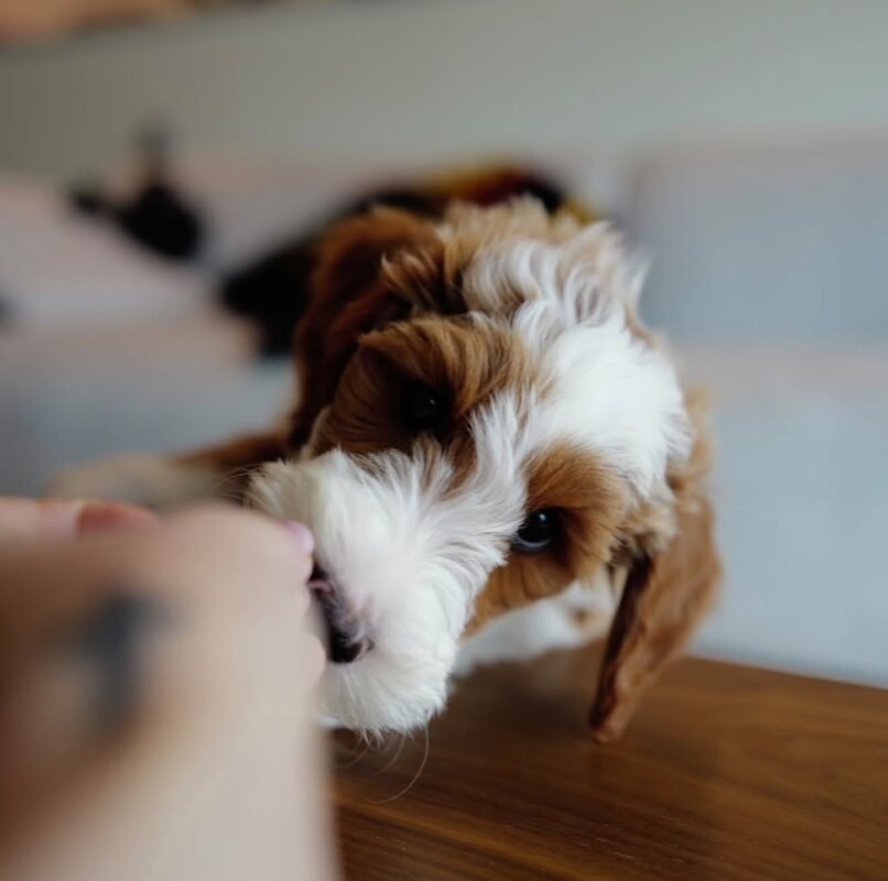 Teddy the male Goldendoodle puppy playing – Amazing Pupps
