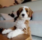 Teddy – male Goldendoodle puppy for sale at Amazing Pupps