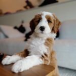 Teddy – male Goldendoodle puppy for sale at Amazing Pupps