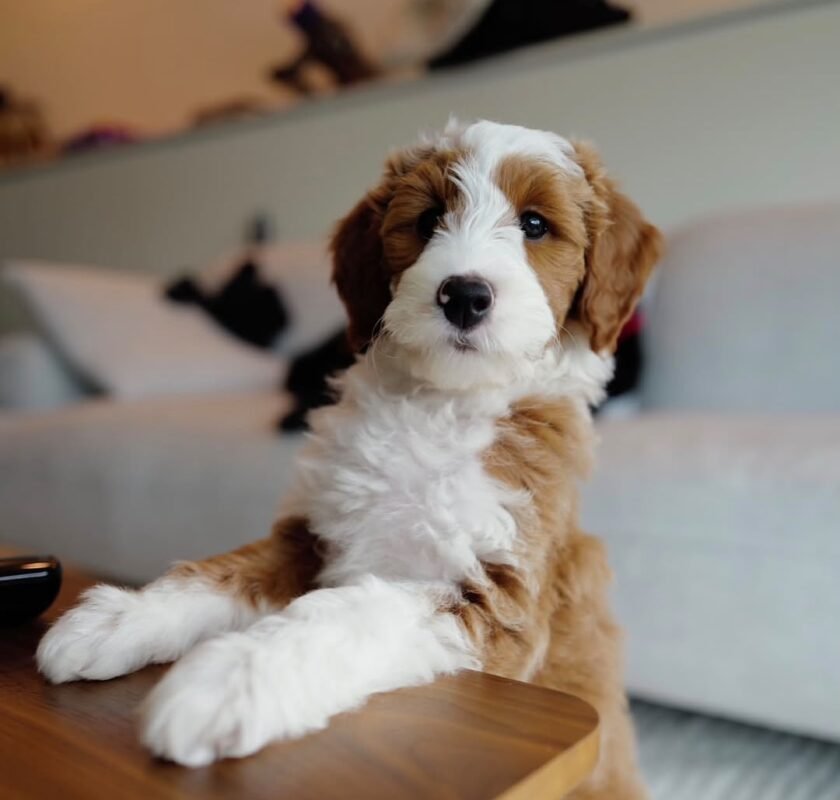 Teddy – male Goldendoodle puppy for sale at Amazing Pupps