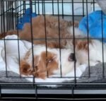 Male Goldendoodle puppy Teddy ready for his forever home