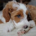 Male Goldendoodle puppy Teddy ready for his forever home