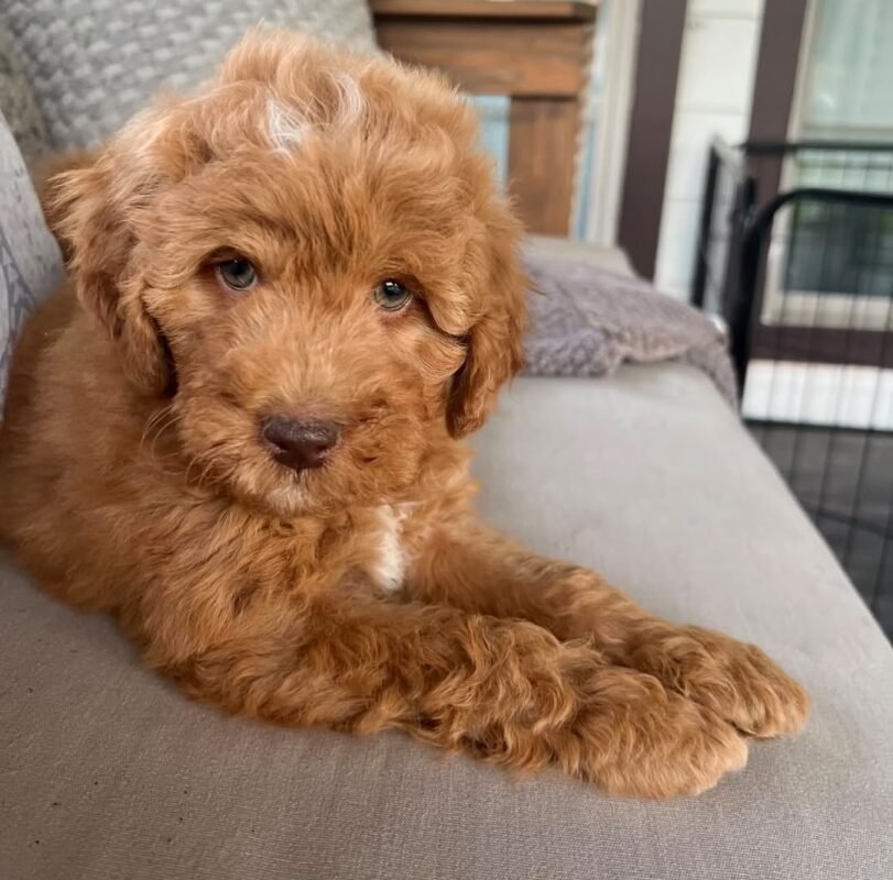 Murphy – male Goldendoodle puppy for sale at Amazing Pupps
