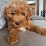 Close-up portrait of Murphy, a male Goldendoodle puppy