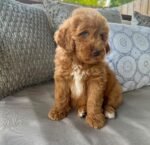 Murphy the male Goldendoodle puppy playing – Amazing Pupps