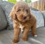 Male Goldendoodle puppy Murphy ready for his forever home