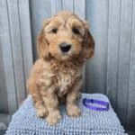 Honey – female Goldendoodle puppy for sale at Amazing Pupps