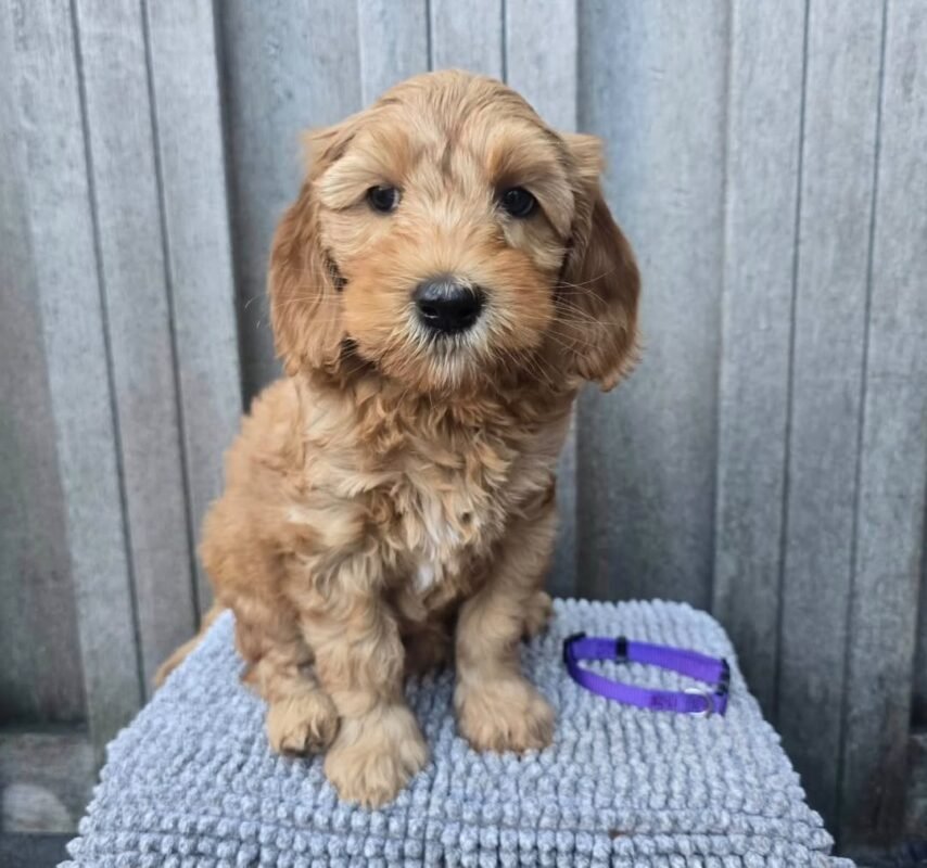 Honey – female Goldendoodle puppy for sale at Amazing Pupps