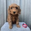 Goldendoodle puppies for sale at AmazingPupps