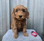 Honey the female Goldendoodle puppy playing – Amazing Pupps