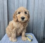 Close-up portrait of Honey, a female Goldendoodle puppy