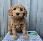 Female Goldendoodle puppy Honey ready for her forever home