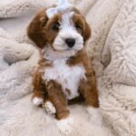 Ruby – female Goldendoodle puppy for sale at Amazing Pupps