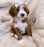 Ruby – female Goldendoodle puppy for sale at Amazing Pupps