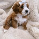 Ruby the female Goldendoodle puppy playing – Amazing Pupps
