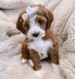 Close-up portrait of Ruby, a female Goldendoodle puppy