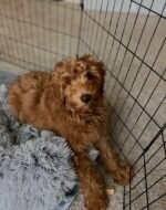Milo the male Goldendoodle puppy playing – Amazing Pupps