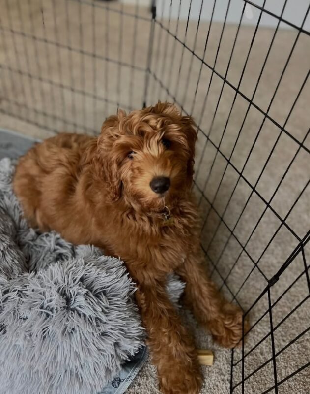 Milo the male Goldendoodle puppy playing – Amazing Pupps