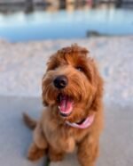 Male Goldendoodle puppy Milo ready for his forever home