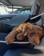 Close-up portrait of Milo, a male Goldendoodle puppy
