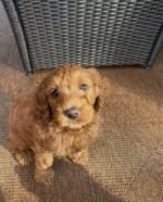 Male Goldendoodle puppy Milo ready for his forever home