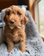 Close-up portrait of Milo, a male Goldendoodle puppy