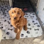 Milo – male Goldendoodle puppy for sale at Amazing Pupps