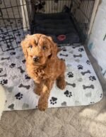 Milo – male Goldendoodle puppy for sale at Amazing Pupps