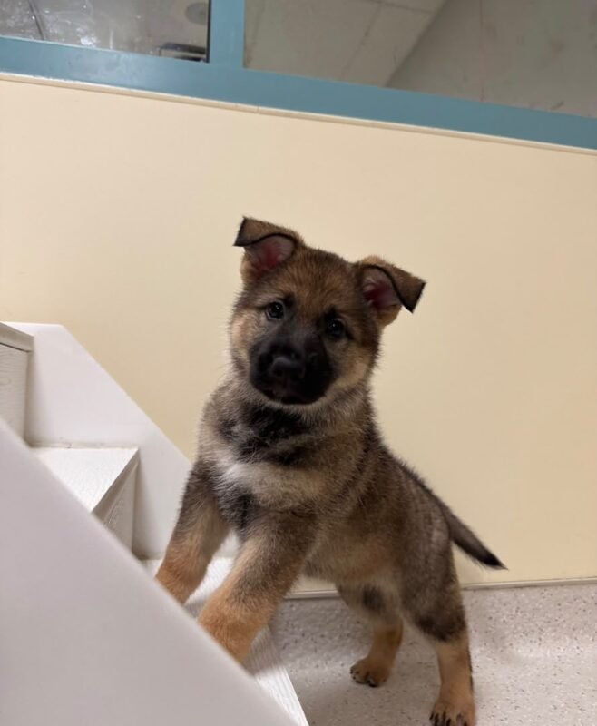Max the male German Shepherd puppy playing – Amazing Pupps