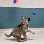 Max – male German Shepherd puppy for sale at Amazing Pupps