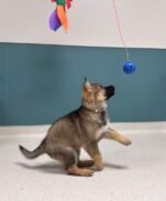 Max – male German Shepherd puppy for sale at Amazing Pupps