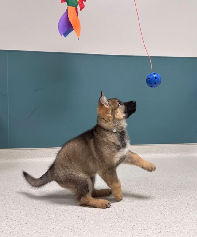 Max – male German Shepherd puppy for sale at Amazing Pupps