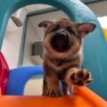 German Shepherd Dog puppies for sale at AmazingPupps