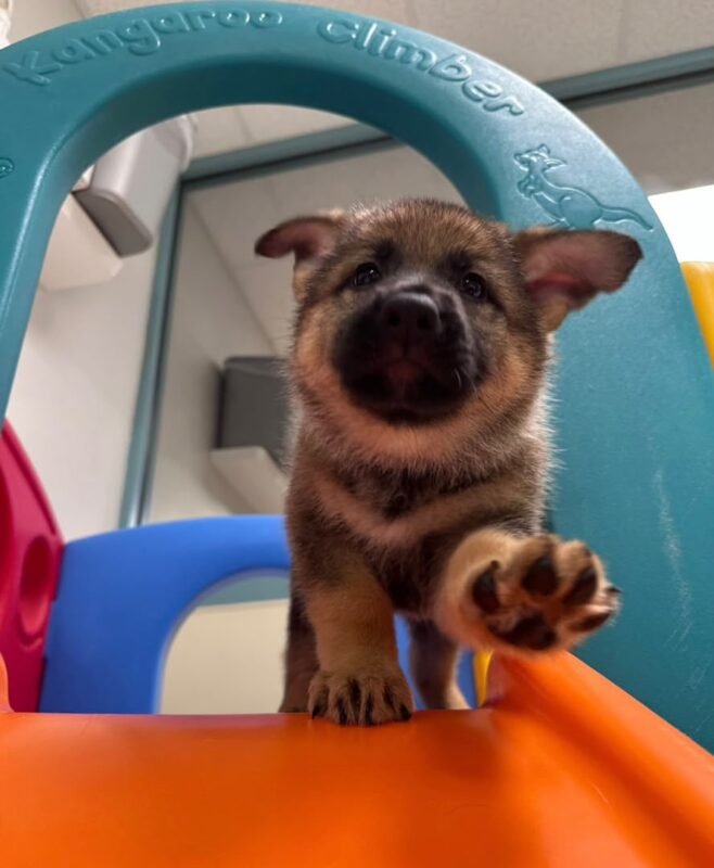 German Shepherd Dog puppies for sale at AmazingPupps