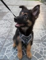 German Shepherd puppy with black and tan coat