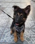 Female German Shepherd puppy sitting outdoors