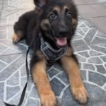 Female German Shepherd puppy for sale