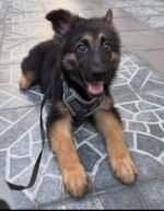 Female German Shepherd puppy for sale
