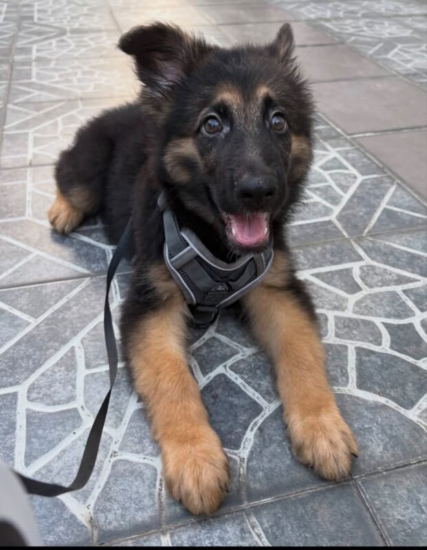 Female German Shepherd puppy for sale