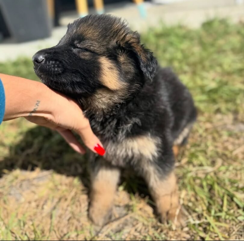Female German Shepherd puppy for sale