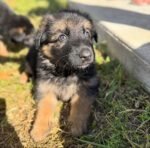 Female German Shepherd puppy for sale - amazingpupps.com Female German Shepherd puppy for sale