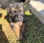 Female German Shepherd puppy sitting outdoors - amazingpupps.com Female German Shepherd puppy sitting outdoors