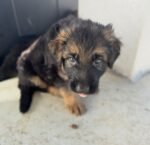 Close-up of a female German Shepherd puppy’s face - amazingpupps.com Close-up of a female German Shepherd puppy’s face