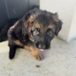 Close-up of a female German Shepherd puppy’s face